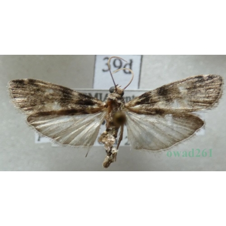 Euzophera pinguis (Haworth, 1811) Czech39d